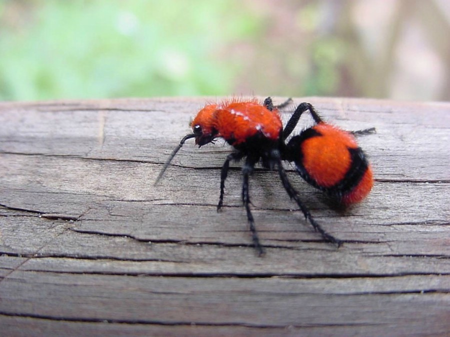 Velvet ant on a piece of wood