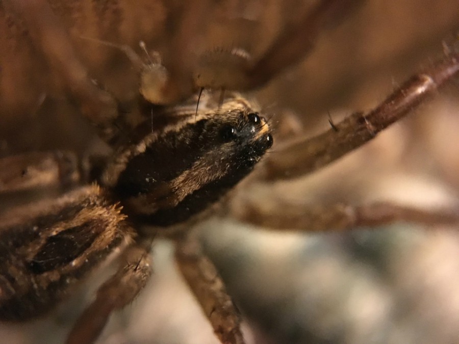 Wolf spider