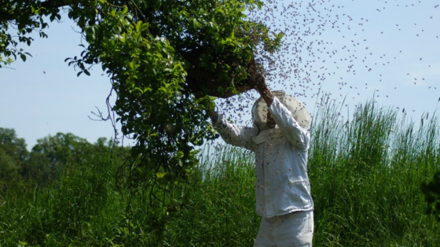 A man in protective clothing looks for a queen bee in colony.