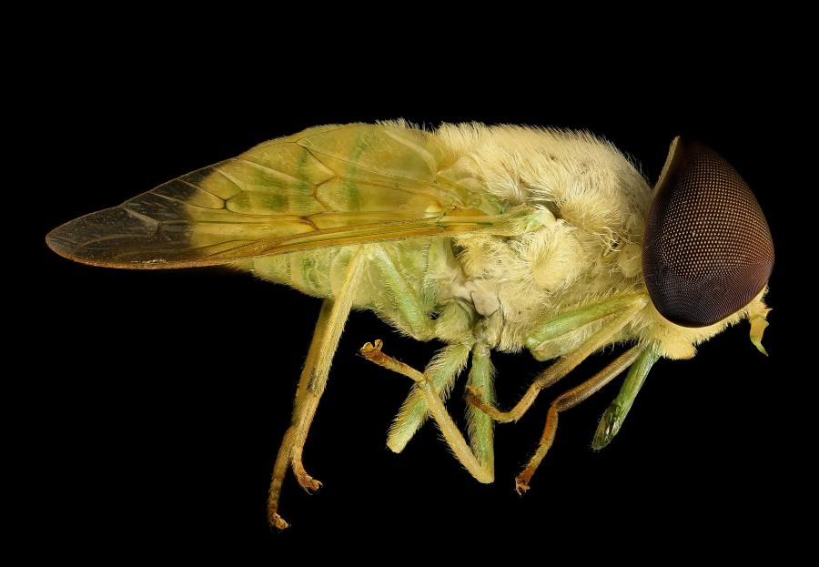 A horsefly against a black background