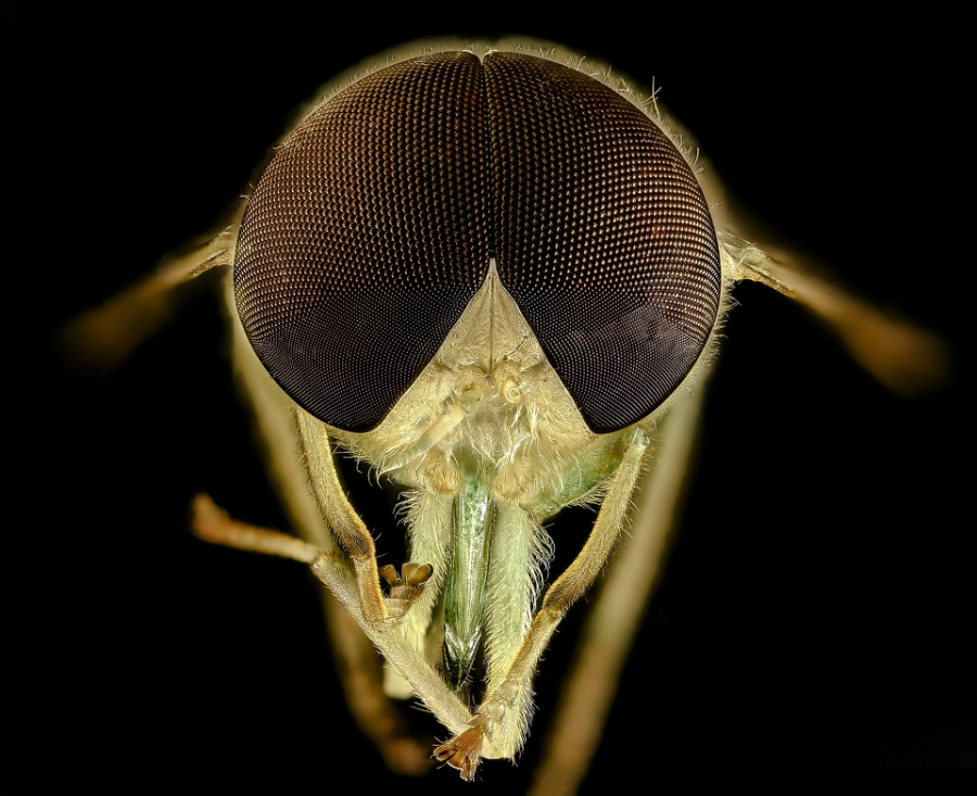 Horsefly head and eyes
