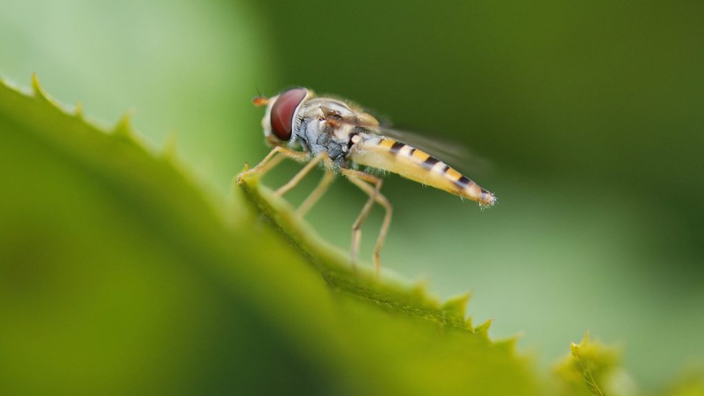 Horsefly on a green leaf