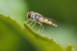 Horsefly on a green leaf