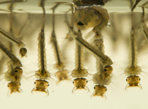Horsefly larva in water