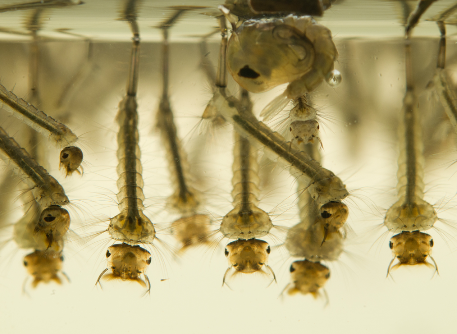 horsefly-larvae-zala-hub