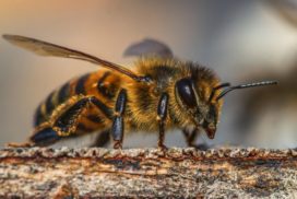 Honeybee on a piece of wood