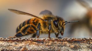 Honeybee on a piece of wood