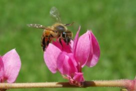 A killer bee on a beautiful pink flower