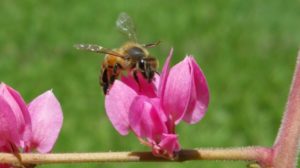 A killer bee on a beautiful pink flower