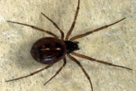 A linyphiid Spider (female) on grey background