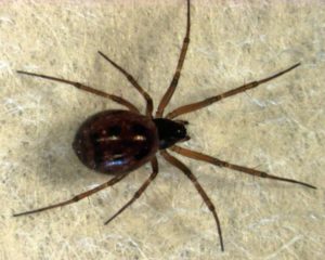 A linyphiid Spider (female) on grey background