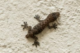 A lizard can shed off its tail when in danger.