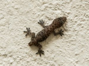 A lizard can shed off its tail when in danger.