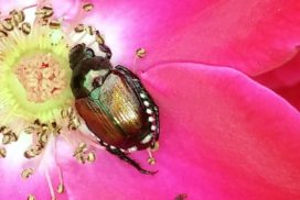 Japanese beetle on a red rose