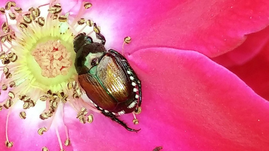 Japanese beetle on a red rose