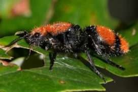 Velvet ant on a green leaf