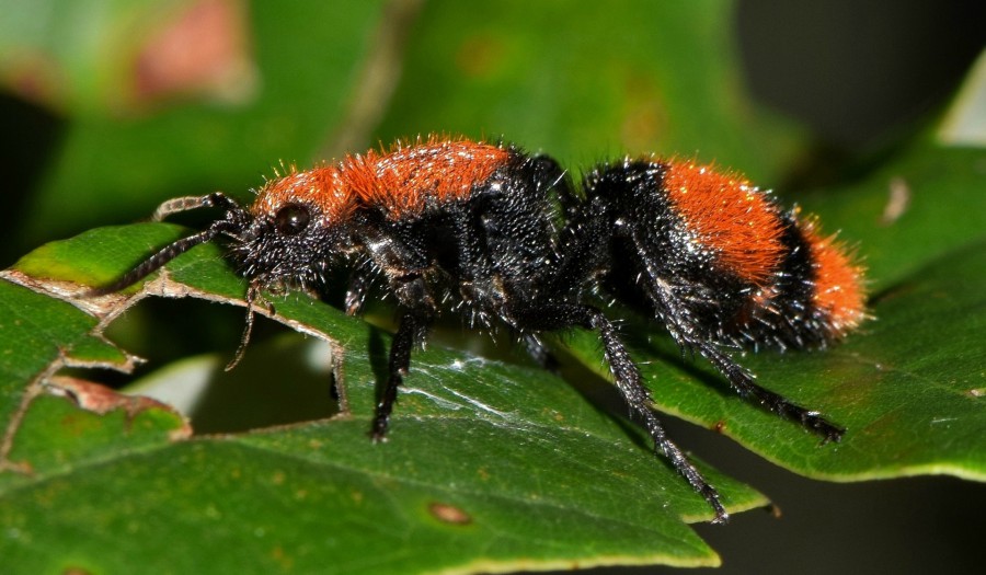 Velvet ant on a green leaf