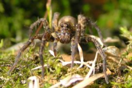 Wolf spiders that live in the Arctic tundra enjoy eating the springtails, but spiders lose appetite them during summer the temperatures are warmer. The springtails feed on fungus, which in turn decomposes melting land matter to form form carbon dioxide and methane. The two gases are responsible to global warming, which means that the more wolf spiders feed on alternative food sources the better for global warming.