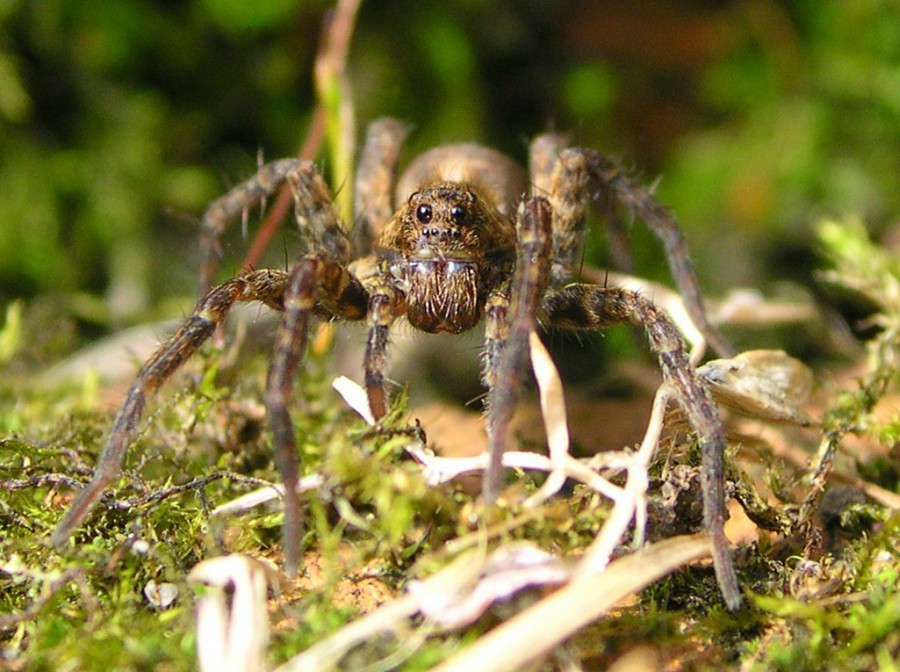 Wolf spiders that live in the Arctic tundra enjoy eating the springtails, but spiders lose appetite them during summer the temperatures are warmer. The springtails feed on fungus, which in turn decomposes melting land matter to form form carbon dioxide and methane. The two gases are responsible to global warming, which means that the more wolf spiders feed on alternative food sources the better for global warming.