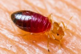 Bedbugs suck and feed on human blood, especially at night when they go to bed.