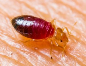 Bedbugs suck and feed on human blood, especially at night when they go to bed.
