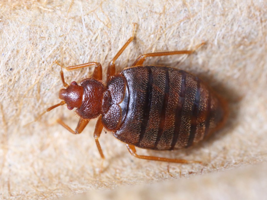 Bedbugs are small wingless insects measuring 4-5mm long and 1.3-2mm wide. They suck and feed on human blood, especially at night when people go to bed.