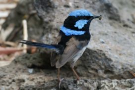 Wrens are songbirds found in Australia, which are able to learn the language of other neighbors. Researchers taught the birds to recognize two previously unknown sounds to them as distress calls by playing them in conjunction with the wrens' alarm call, which the wrens associated with danger. After three days, the birds run for cover when they heard the strange sound they learned.