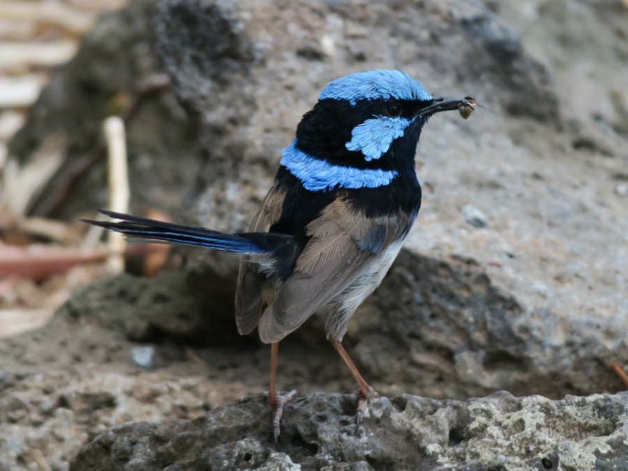 Wrens are songbirds found in Australia, which are able to learn the language of other neighbors. Researchers taught the birds to recognize two previously unknown sounds to them as distress calls by playing them in conjunction with the wrens' alarm call, which the wrens associated with danger. After three days, the birds run for cover when they heard the strange sound they learned.