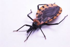 A kissing bug bites humans on their faces, hence the name kissing bug.