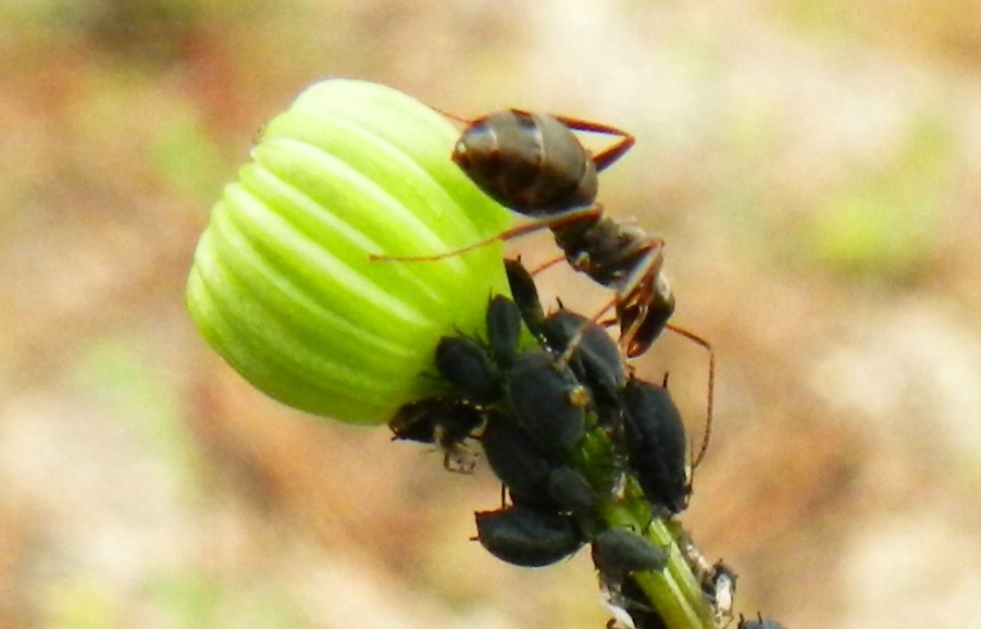 Invasive ants, known by the scientific name Lasius neglectus, are called electric ants because they are attracted to power sources and like to invade power cables and junction boxes.