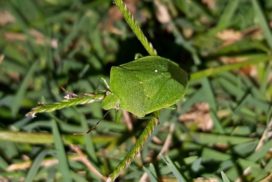 When stick bugs find food or want to mate, they communicate using pheromones.