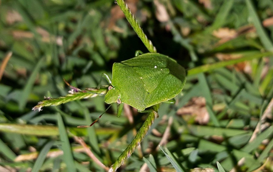 When stick bugs find food or want to mate, they communicate using pheromones.