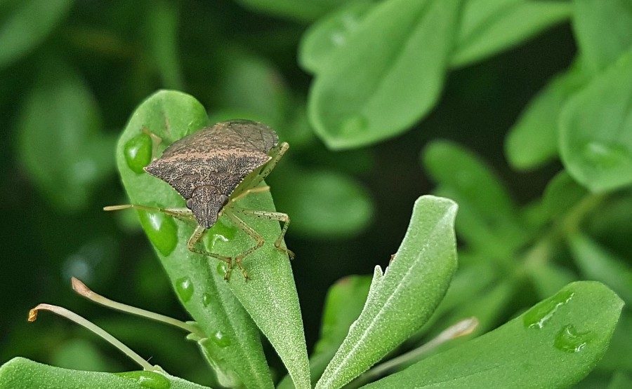 When stick bugs find food or want to mate, they communicate using pheromones. When learned and perfected, farmers could use the chemical language as a weapon against stink bugs instead of pesticides and save millions of dollars.
