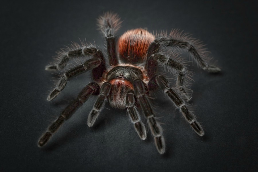 If you are not put off touching spiders, you can use gadgets that trap our eight-legged friends. Most spiders produce venom to kill prey. However, not all spiders are dangerous to humans.