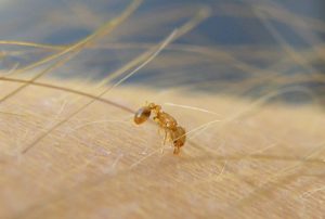 Invasive ants are different from and should not be confused with the little fire ants (Wasmannia auropunctata), also known as electric ants because of their painful sting.