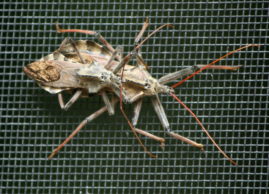 The kissing bug resembles other bugs such as the western corsair, wheel bug, and leaf-footed bug.