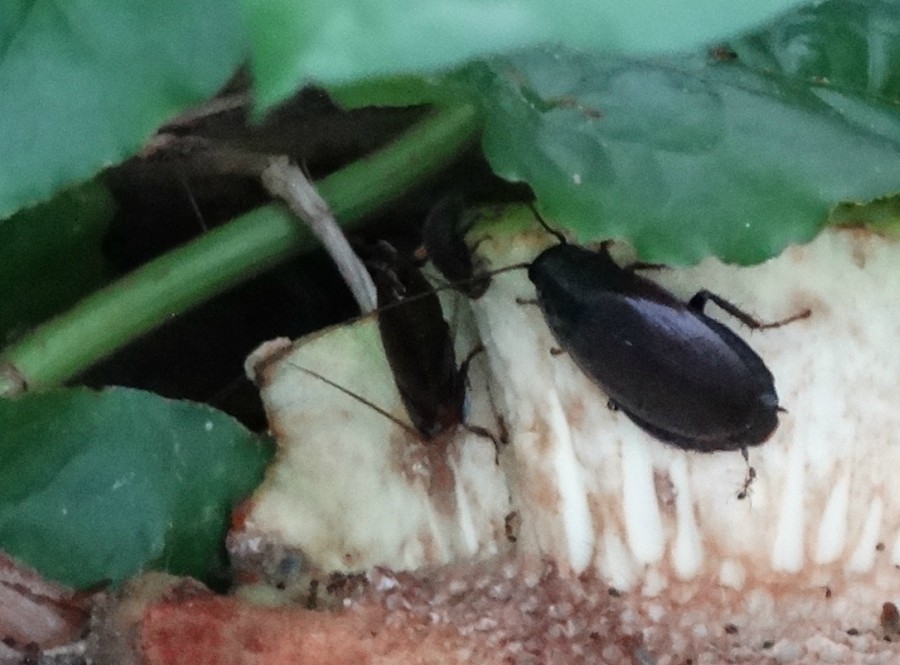 The Pacific Beetle cockroach is the only one that gives birth to live young and feeds them on a type of 'milk' containing protein crystals.