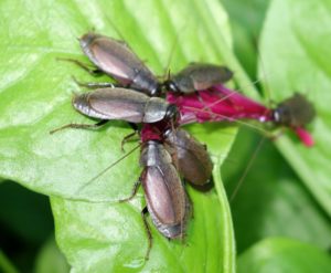 Diploptera punctuate cockroach's milk offers four times more nutrients than a cow's milk.