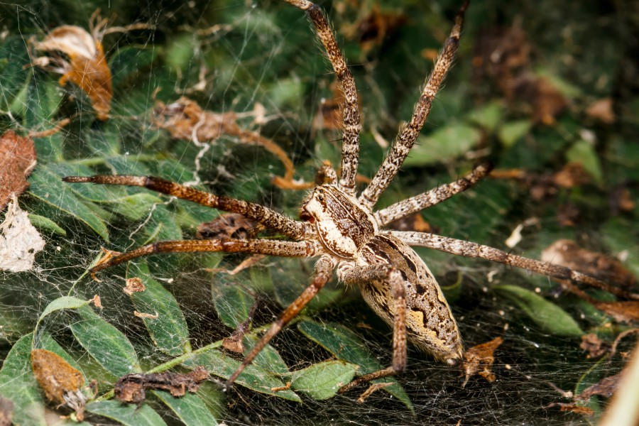 Wolf spiders prefer green color shades because it is more comfortable for them to catch prey and mate against green backgrounds.