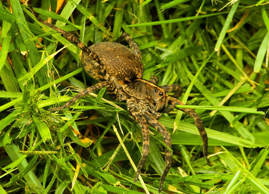 Wolf spiders prefer green leaves because they have a dichromatic vision, i.e., the receptors in their eyes can only recognize green and ultraviolet color shades.