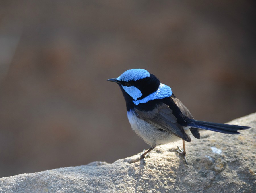Fairy wrens are songbirds that can learn the language of other birds by listening to their distress calls and associating them with a particular danger or predator. The wrens therefore outsmart preditors by eavesdroppng on other birds.