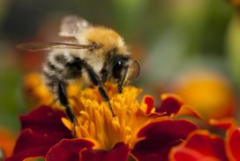 Bumble bee on a red flower