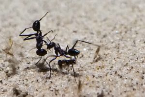 Cataglyphis fortis ant on sand.