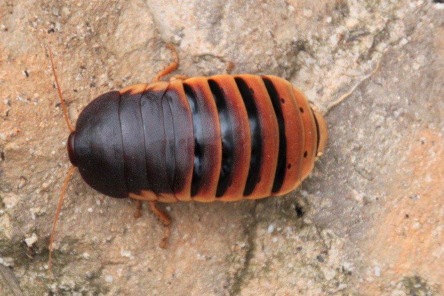 wingless cockroach