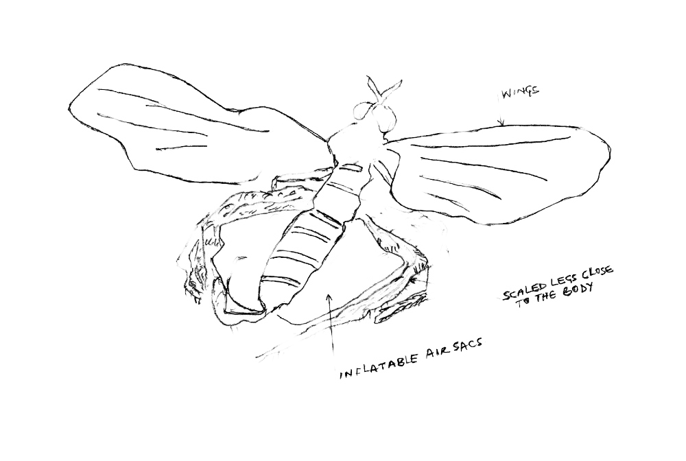 Sketch of dance fly in mid-air, showing the inflatable air sacs.