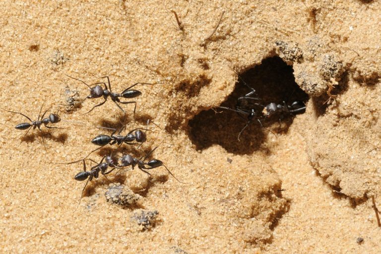 Desert ants – ZALA HUB