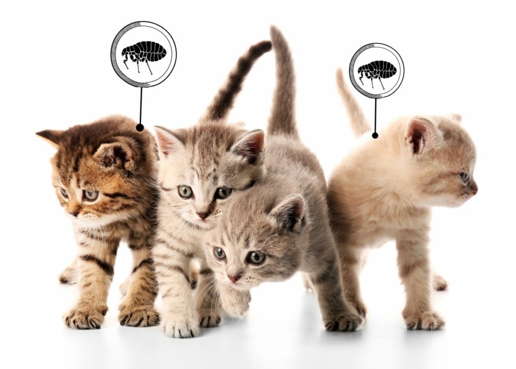 Fleas on cats