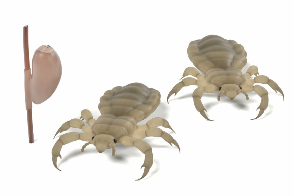Head louse and egg