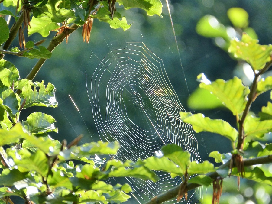 grounded spider silk