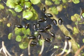 Whirligig beetles in a pond